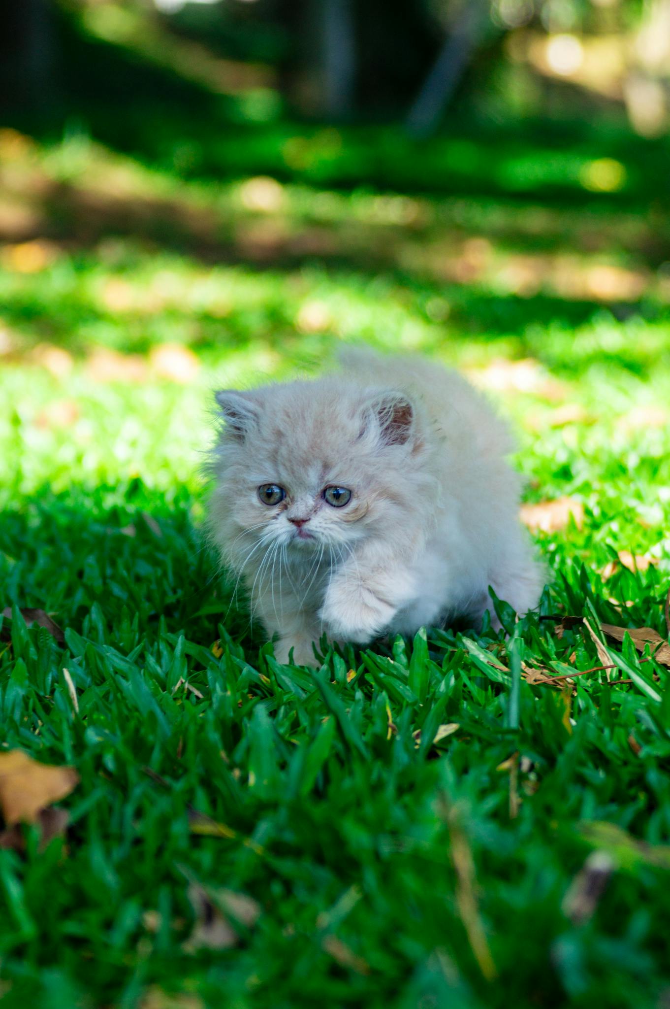 A cute white kitten exploring a green lawn on a sunny day, showcasing playful curiosity.
