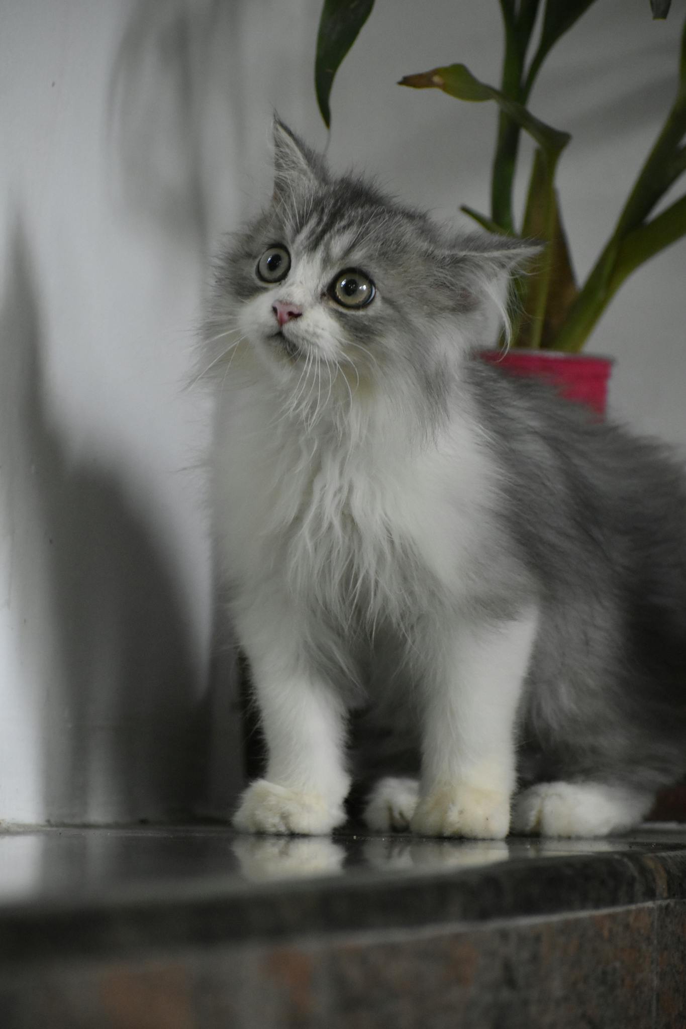 A fluffy Persian kitten with expressive eyes sitting gracefully indoors.