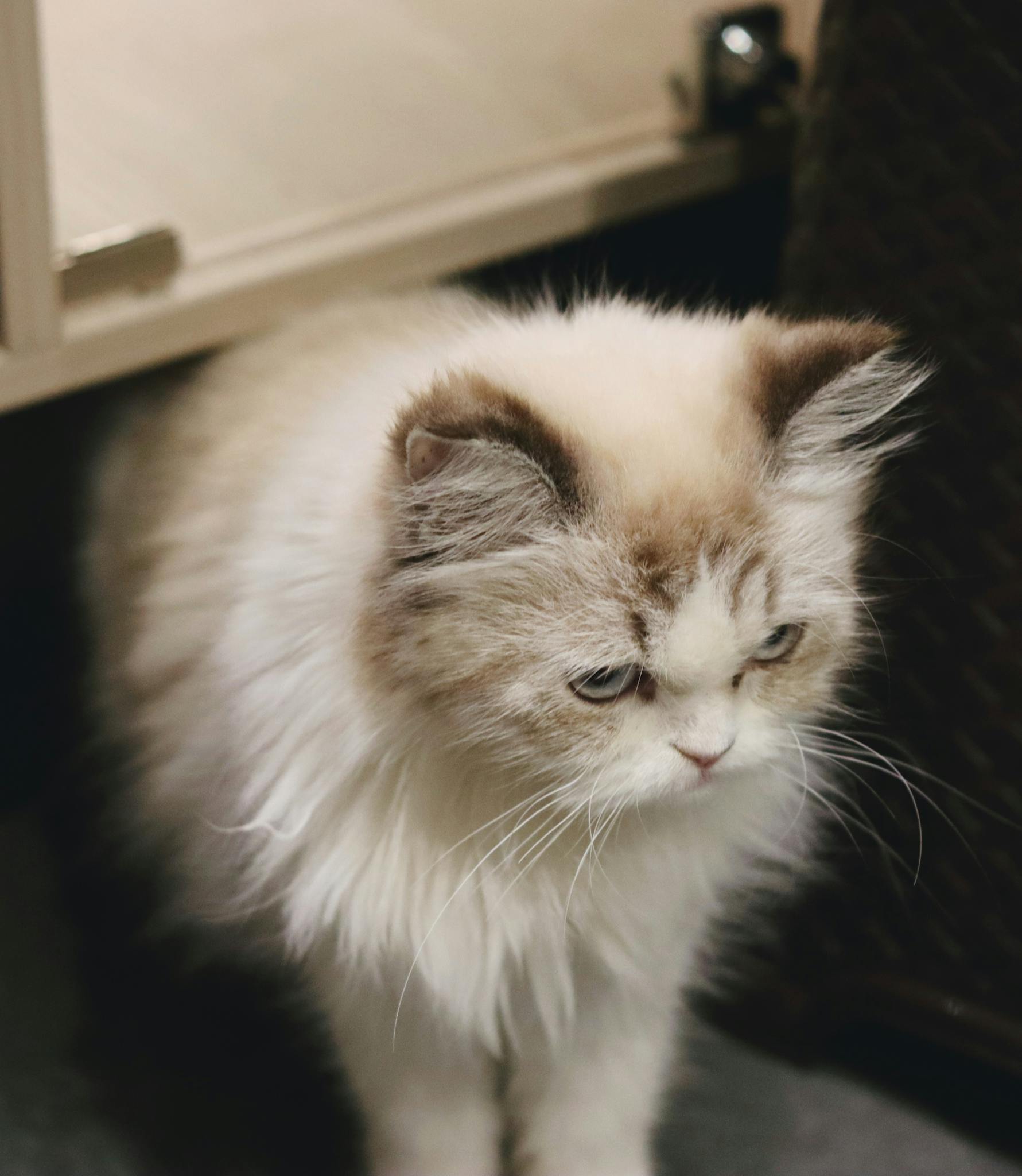 Adorable fluffy Persian kitten indoors in Pune, MH, India, captured playfully.
