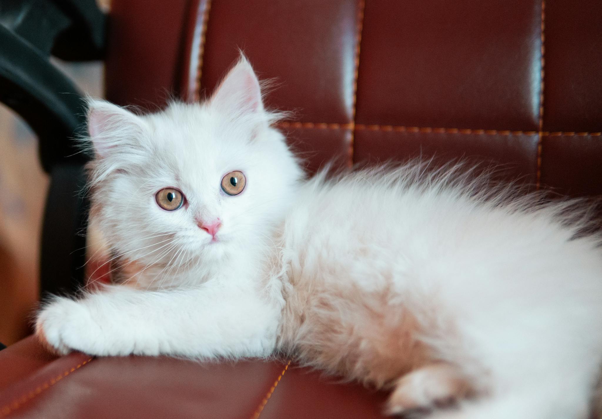 Adorable fluffy white kitten lounging on a brown leather chair indoors, looking alert.