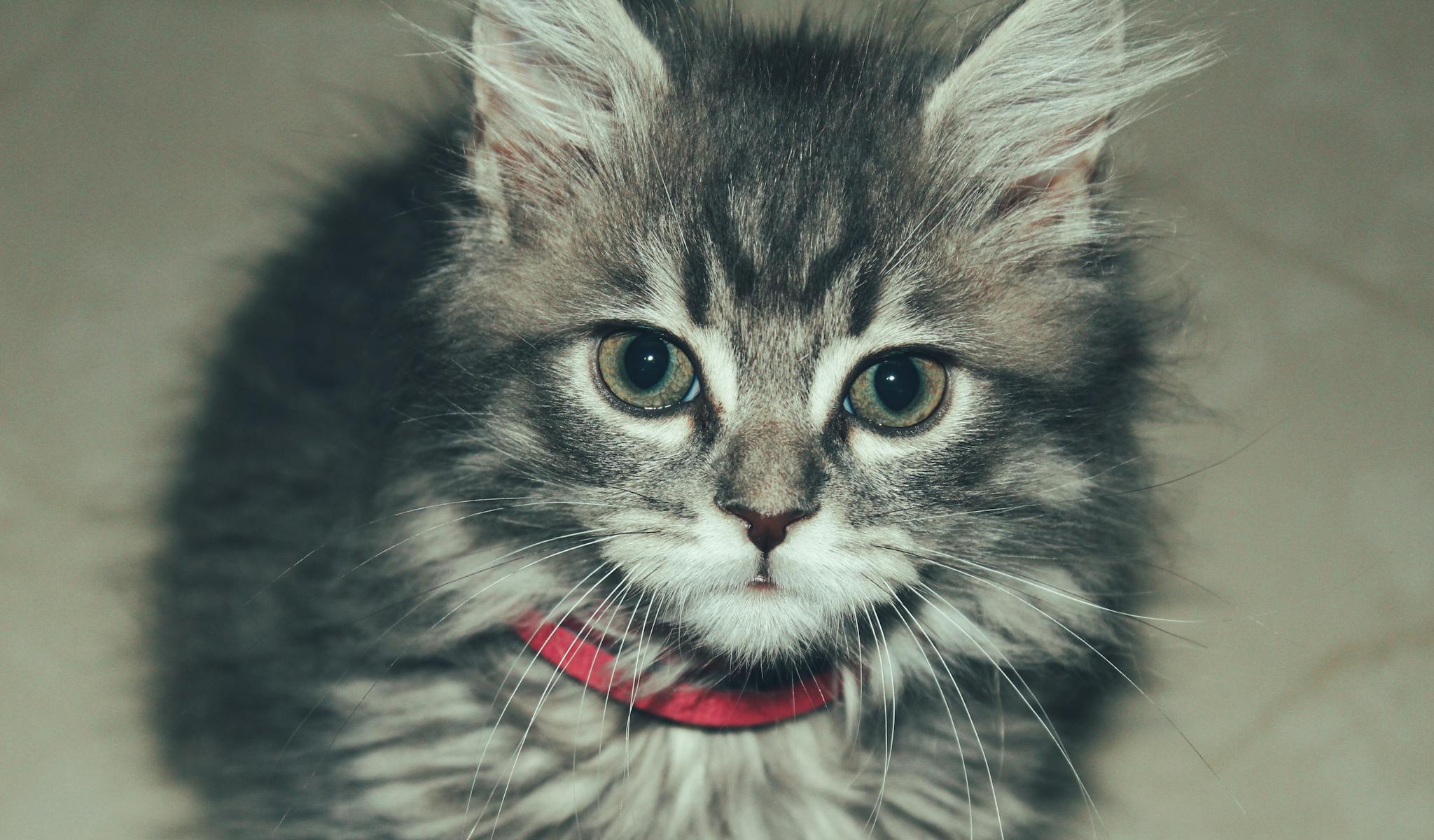 Adorable gray kitten with blue eyes wearing a red collar indoors. Perfect pet portrait.