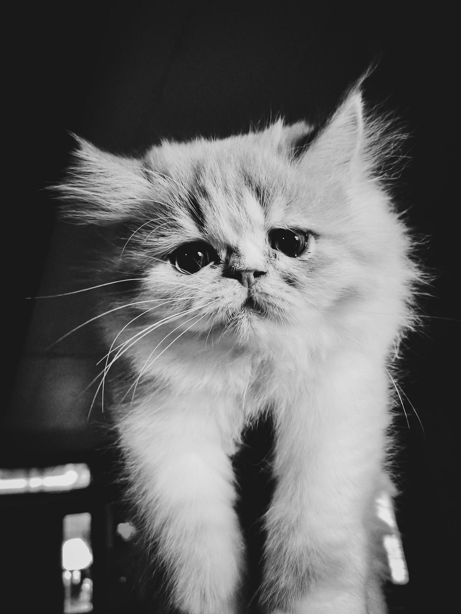 Close-up of a fluffy Persian kitten captured in black and white, showcasing its adorable expression.
