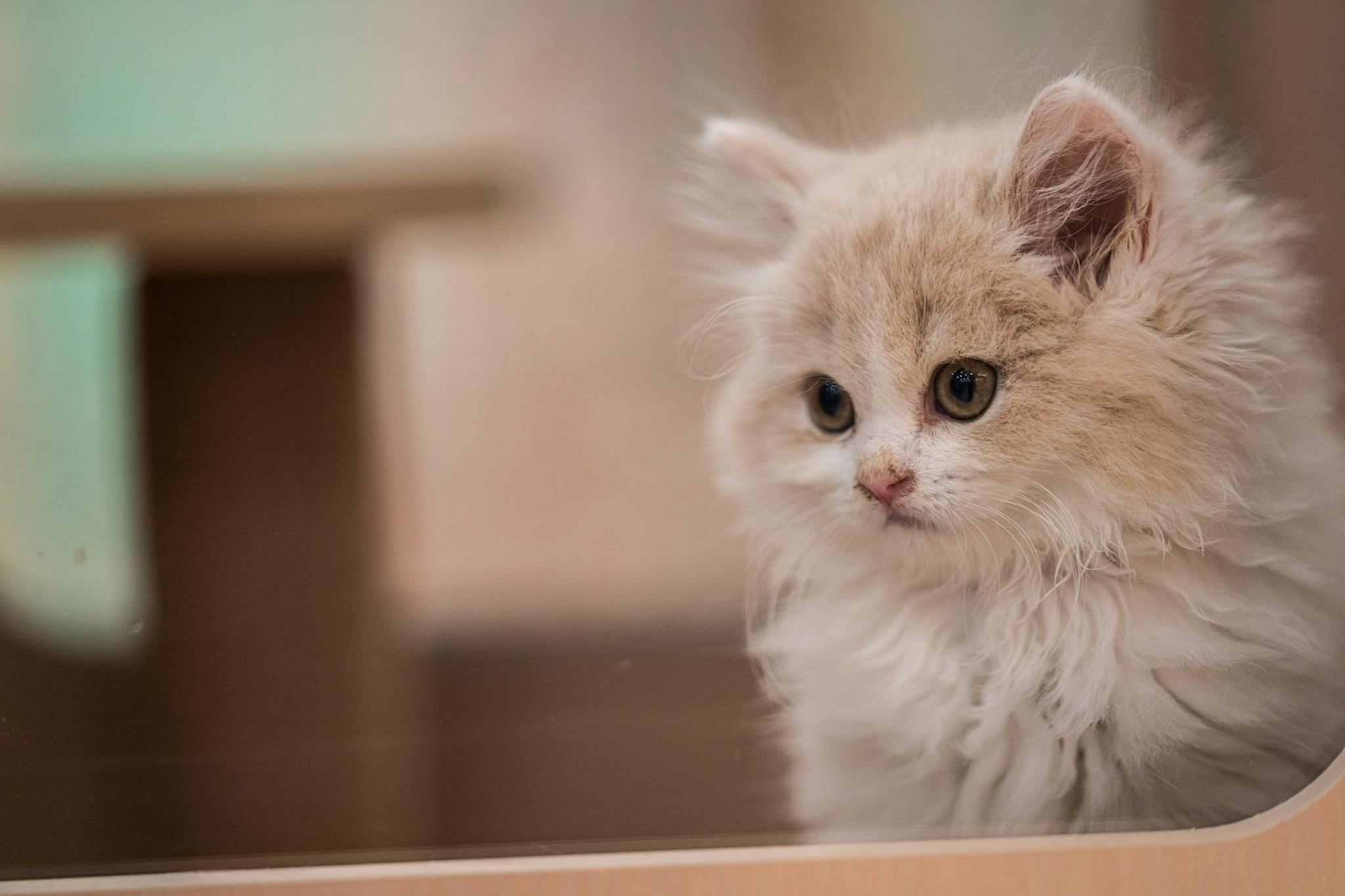Close-up portrait of a fluffy Persian kitten with soft fur indoors.