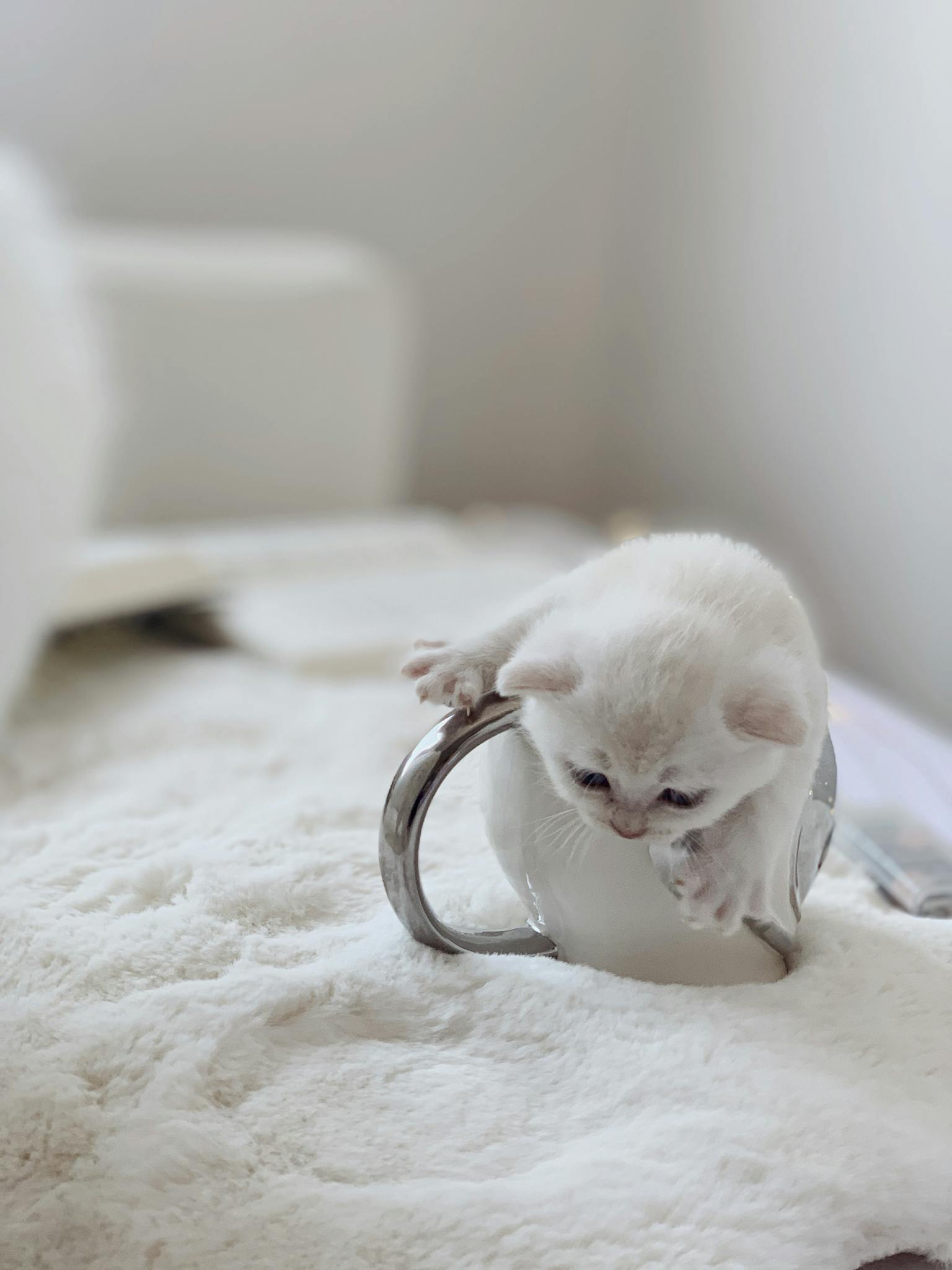 Cute white kitten playing in a mug on a fluffy bed in bright light.