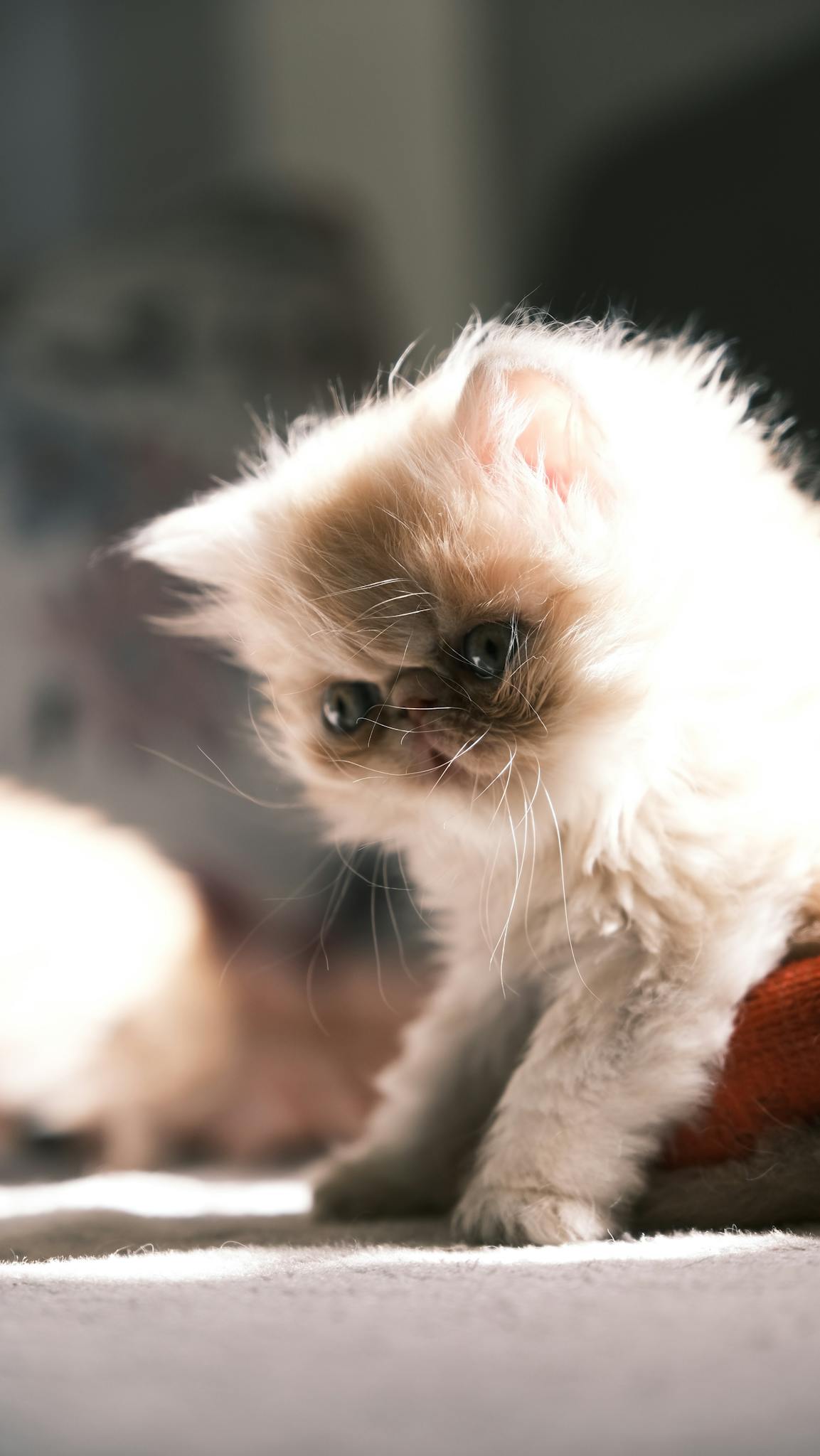 Fluffy Persian kitten enjoys sunlit perch indoors in İstanbul.