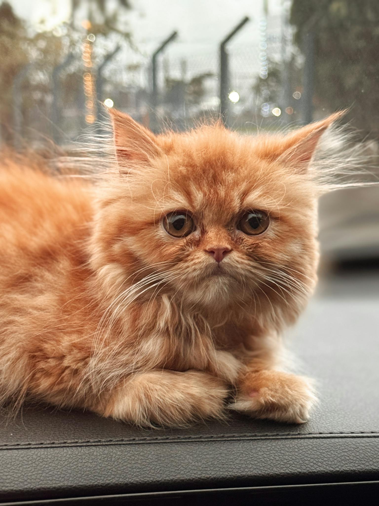 Fluffy Persian kitten with orange coat lounging inside a car, perfect for pet lovers.
