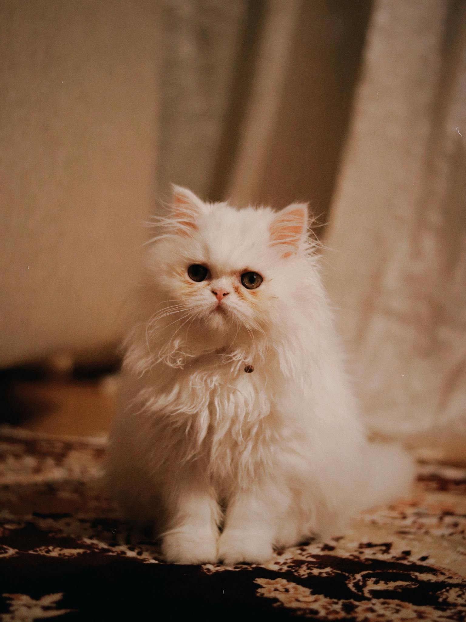 White Persian cat sitting gracefully on a patterned carpet indoors, exuding elegance.